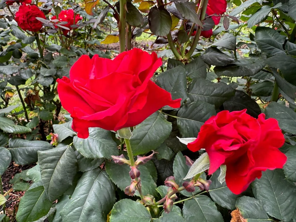 Rosa 'Eddie's Jewel' (Eddie's Jewel Rose) — Northwest Blooms